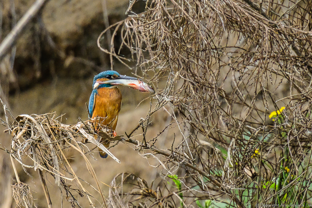 kingfisher