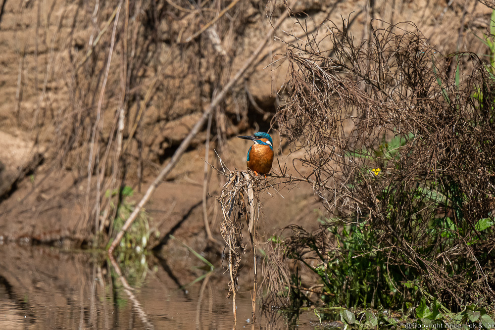 kingfisher
