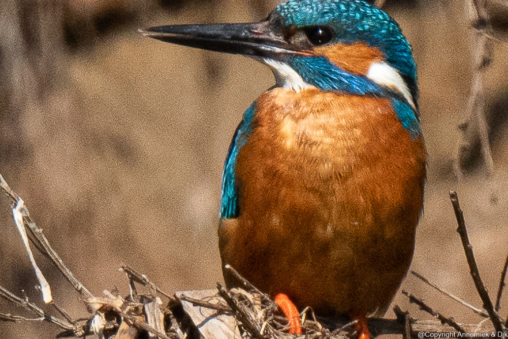 kingfisher