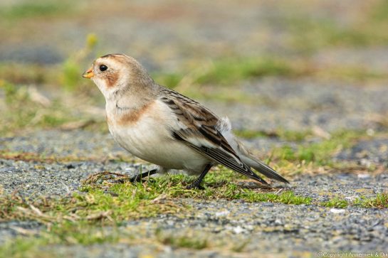snow bunting