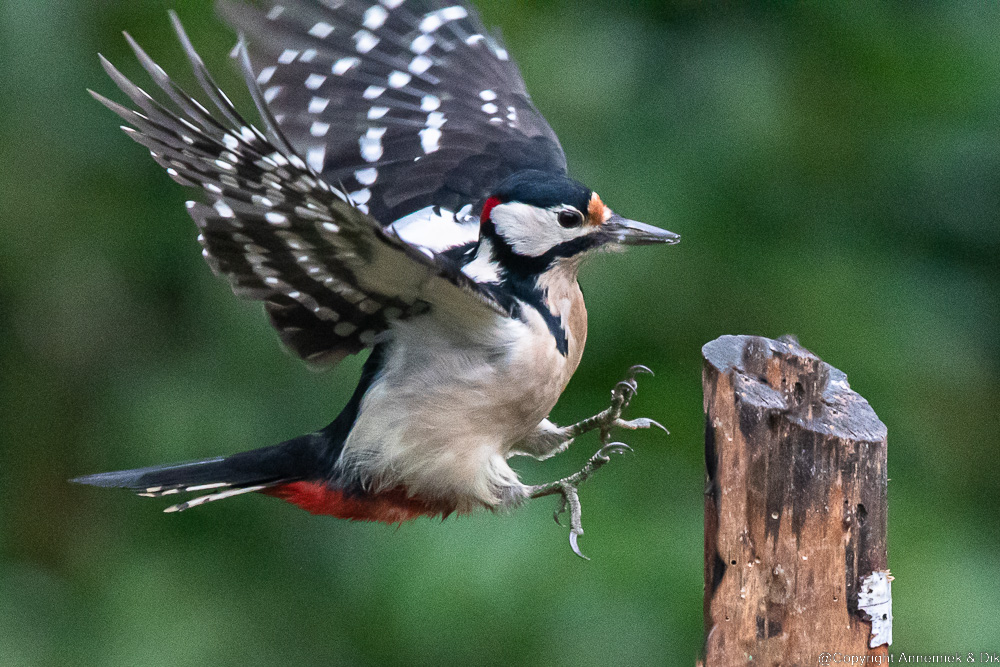 great spotted woodpecker