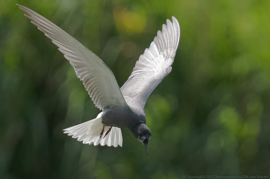 black tern