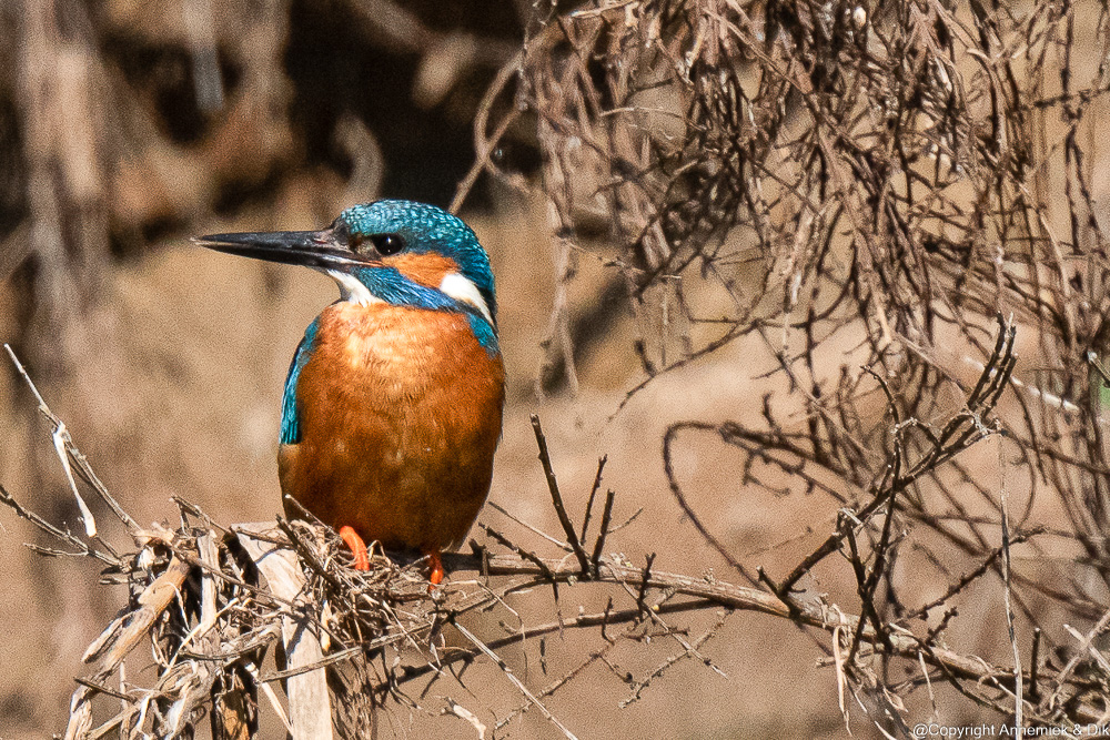 kingfisher