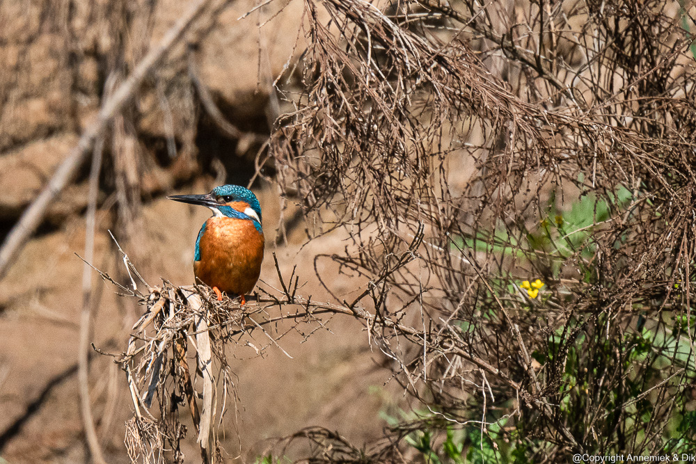 kingfisher