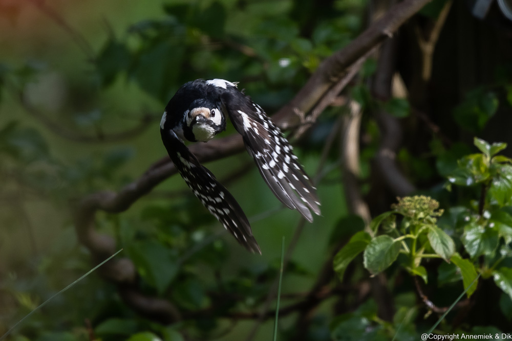 great spotted woodpecker