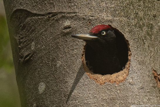 black woodpecker