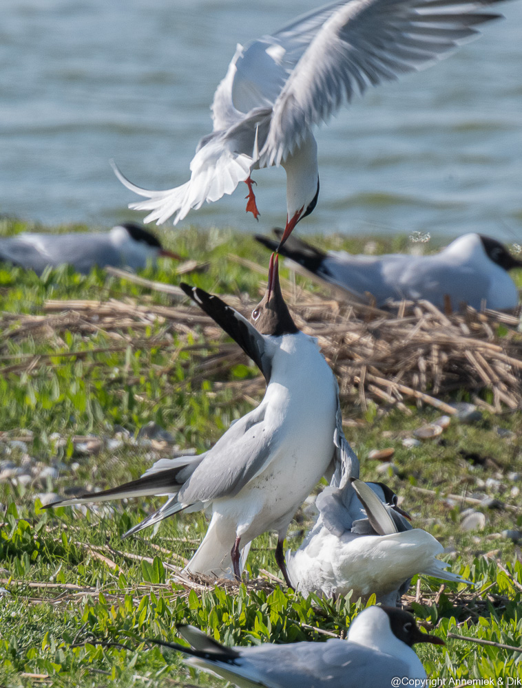 common tern