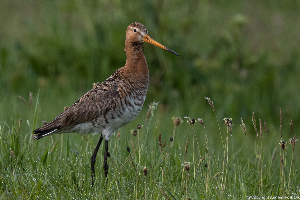black-tailed godwit