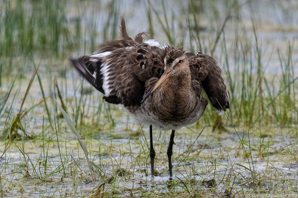 black-tailed godwit