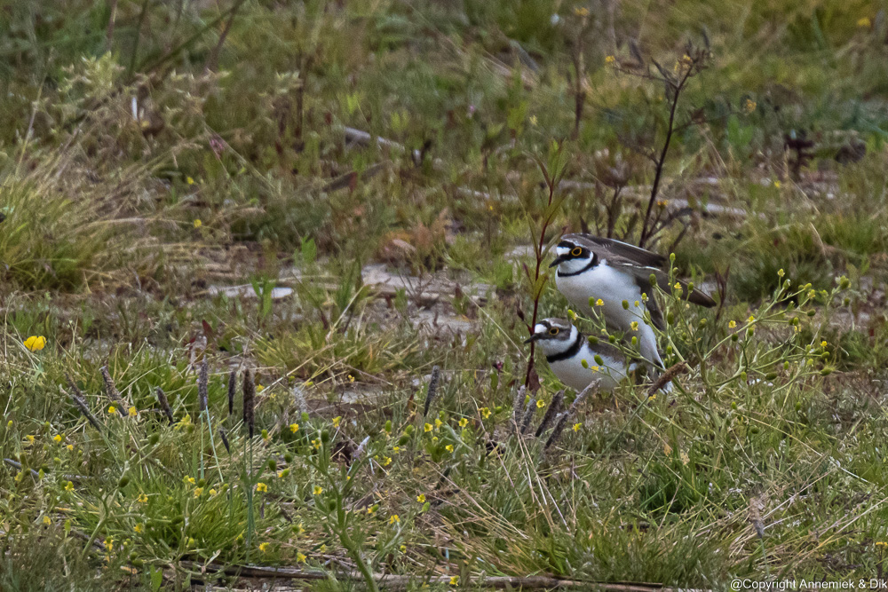 little plover