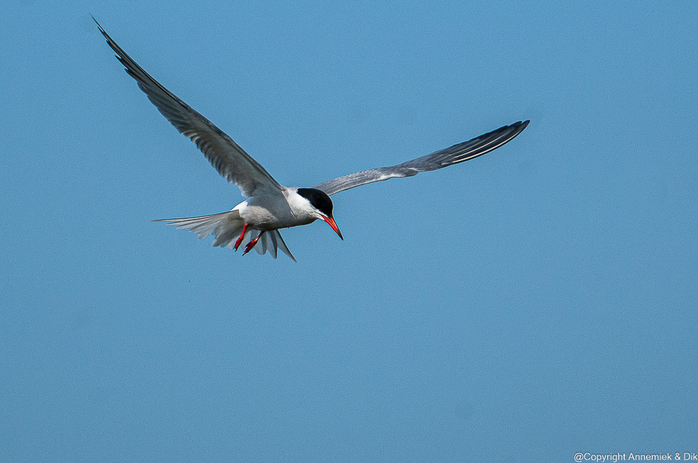 common tern