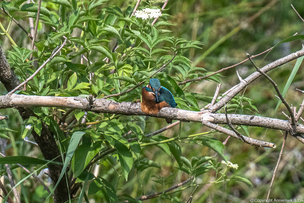 kingfisher