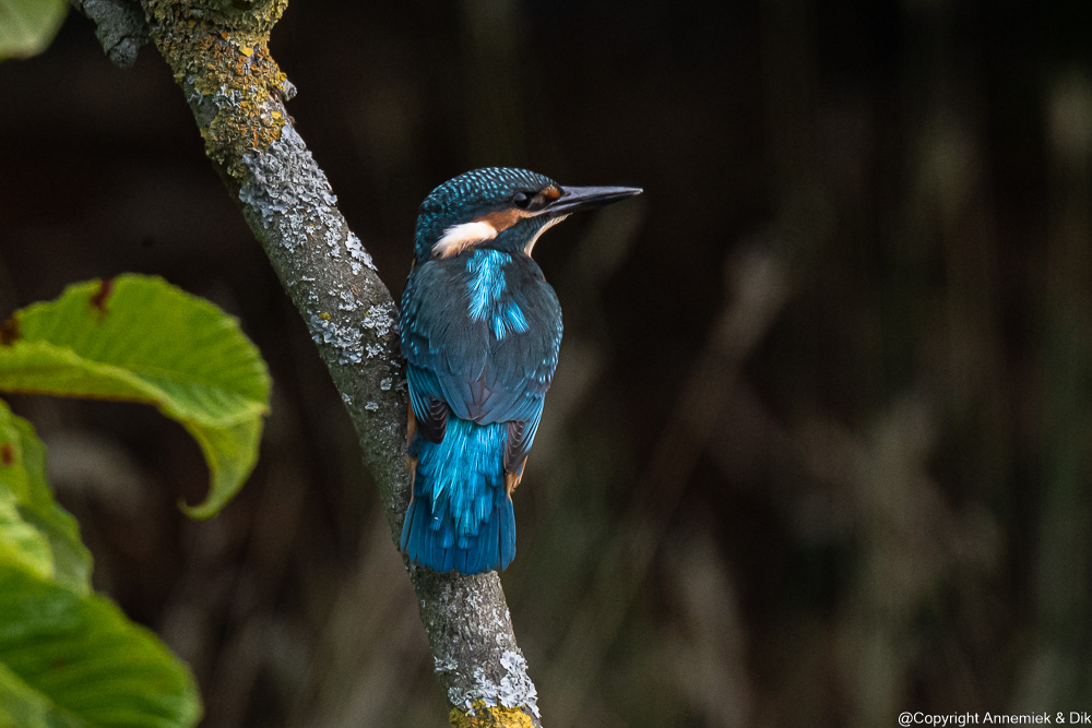 kingfisher
