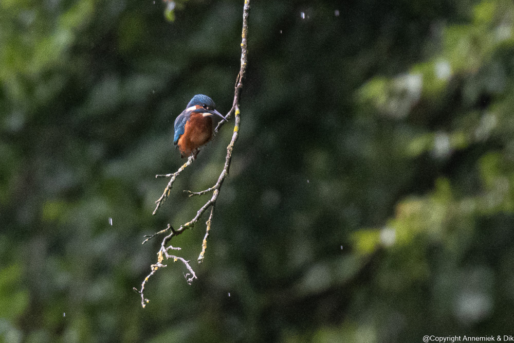 kingfisher