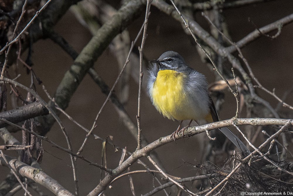 grey wagtail