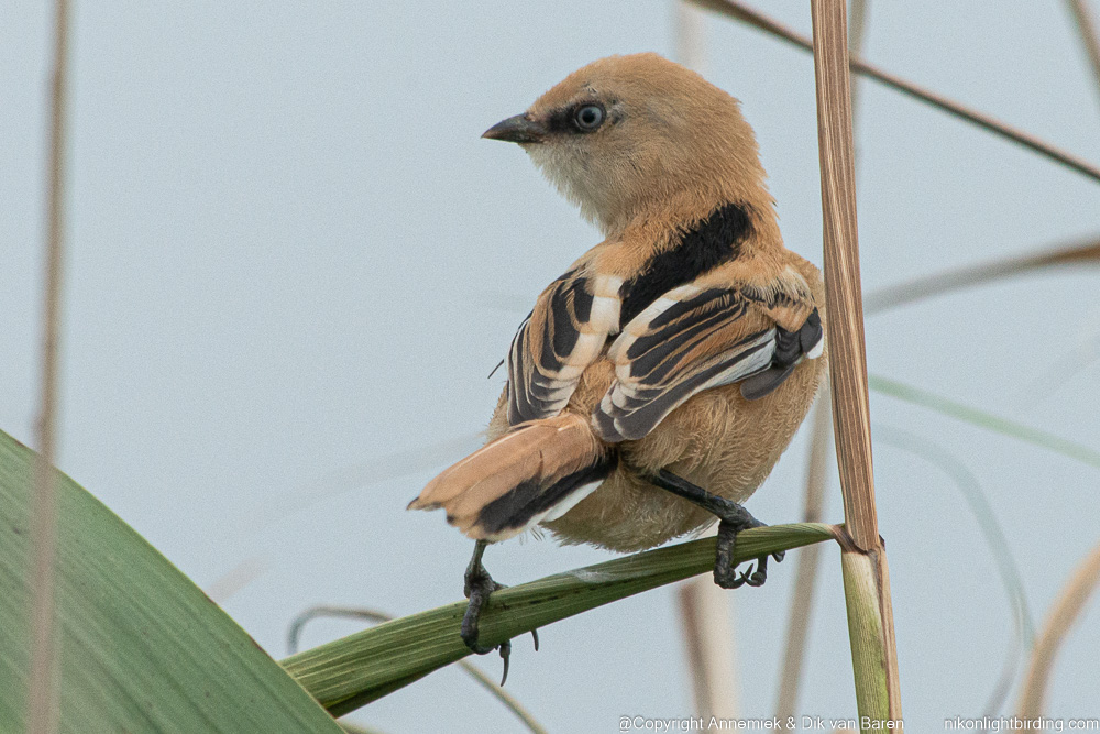 bearded tit