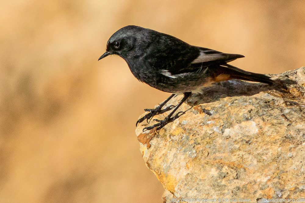 redstart