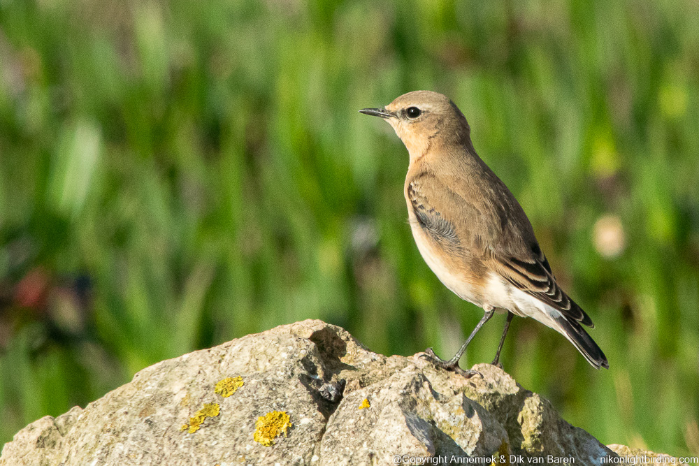 wheatear