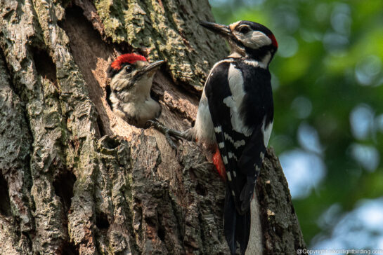 great spotted woodpecker