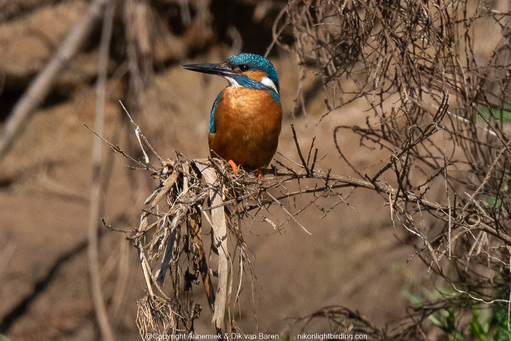 kingfisher