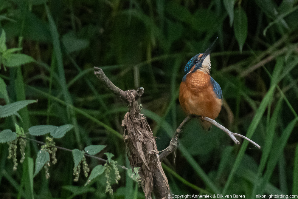kingfisher