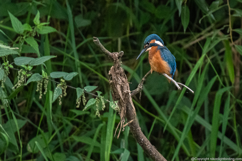 kingfisher