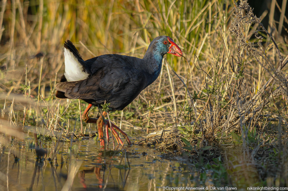 purple gallinule