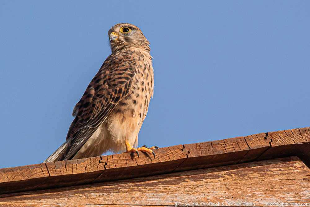 kestrel