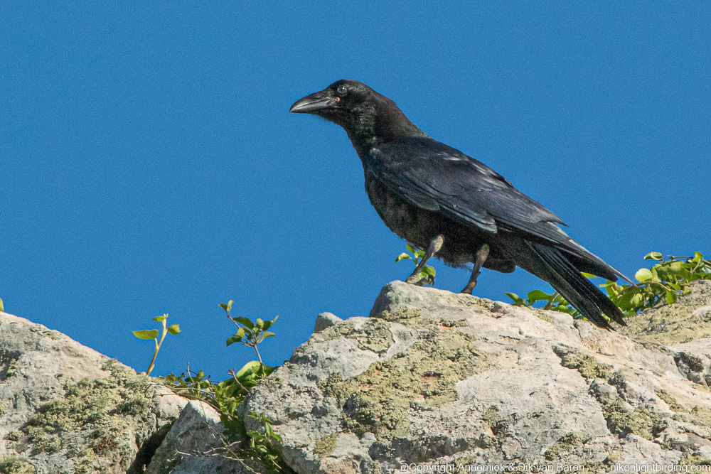raven
