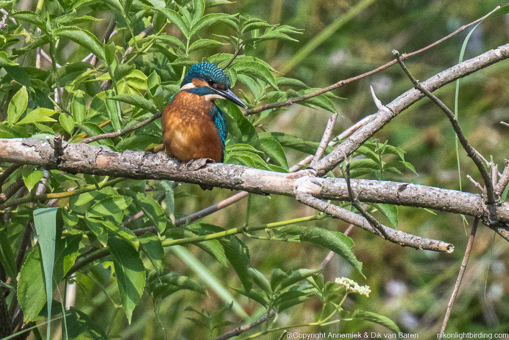 kingfisher