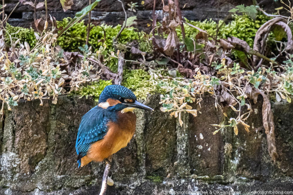 kingfisher