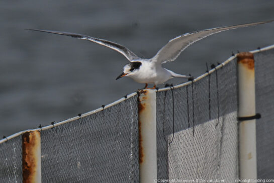 common tern