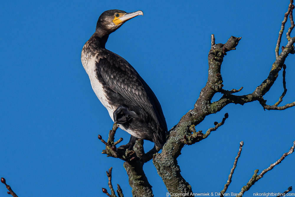 cormorant