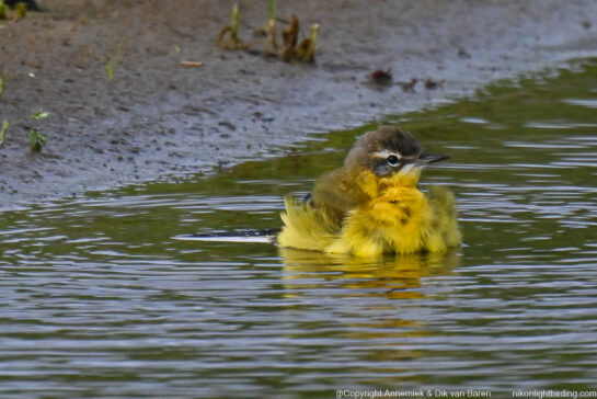 blue-headed wagtail