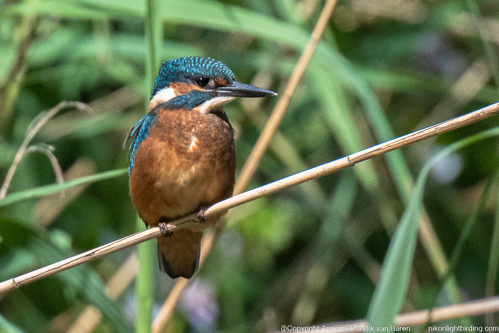 kingfisher
