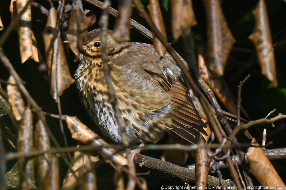 song thrush