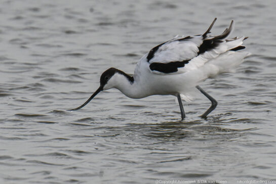avocet