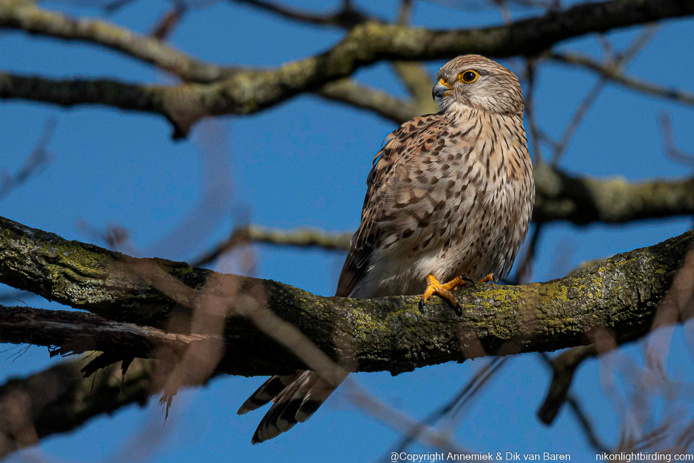 kestrel