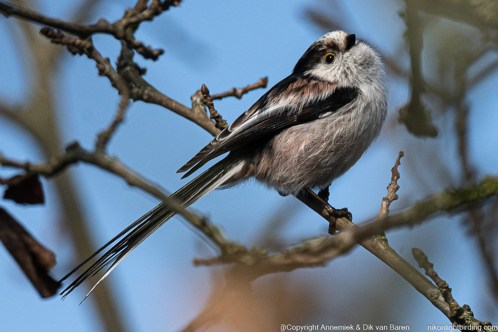 long-tailed tit