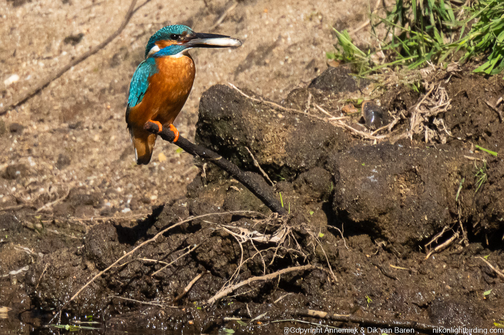 kingfisher