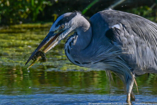 grey heron