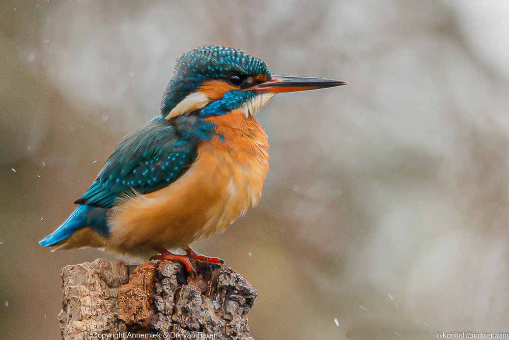 kingfisher