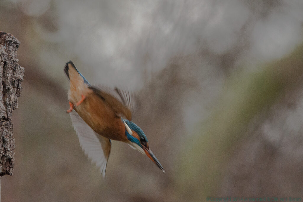 kingfisher