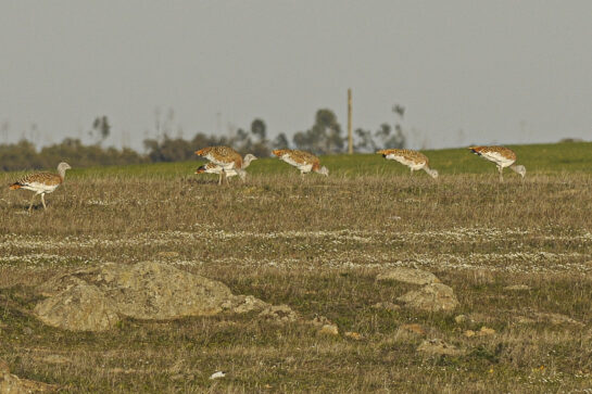 great bustard