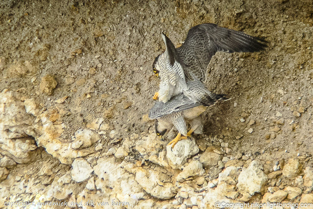 peregrine