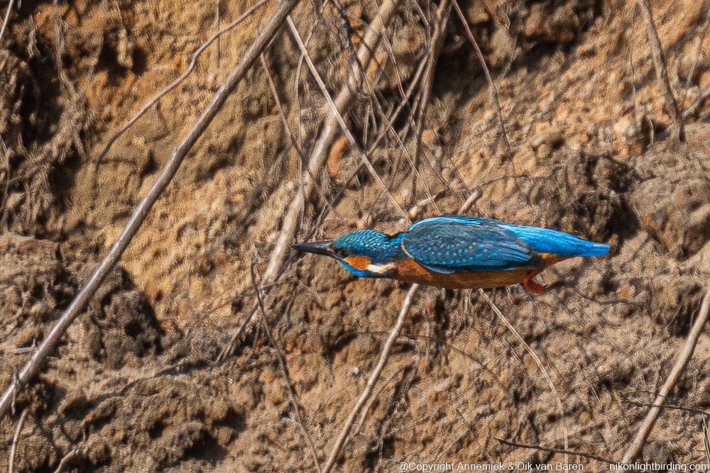 kingfisher