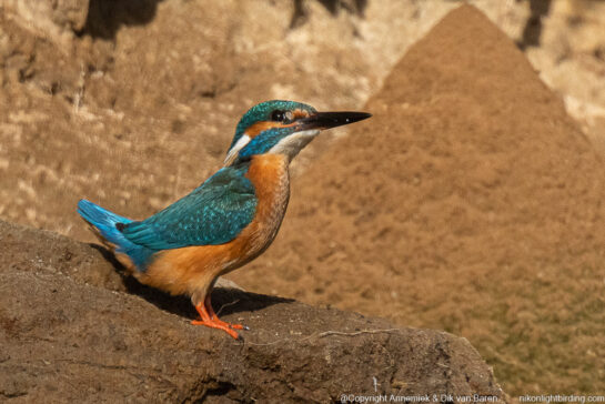 kingfisher