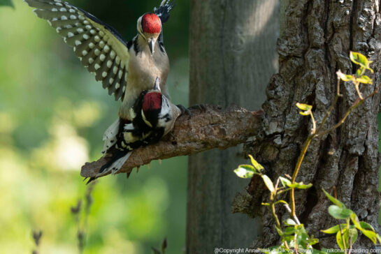 great spotted woodpecker