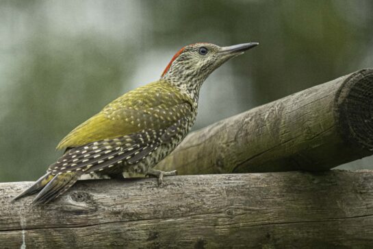green woodpecker