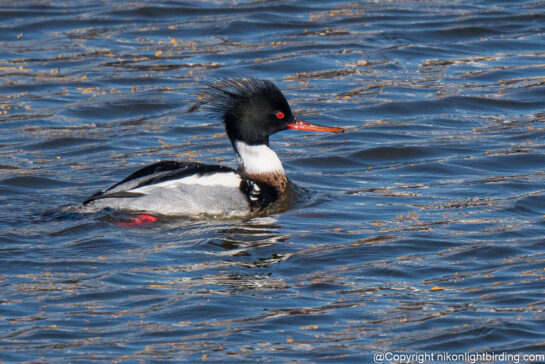 Redbreasted Merganser